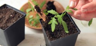 Hur ofta och korrekt att vattna tomatplantor i ett växthus och öppet fält