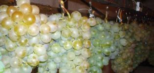 Jak prawidłowo przechowywać winogrona w domu na zimę w lodówce i piwnicy