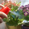 Labāko istabas augu augu fungicīdu saraksts un preparātu lietošanas instrukcijas