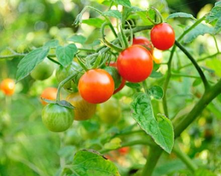 Tomaattilajikkeiden ominaisuudet ja kuvaukset
