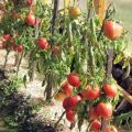 Tomaatti Star Siperian tomaattilajikkeen ominaisuudet ja kuvaus