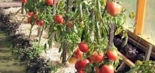 Charakteristiky a opis odrody paradajok Star Sibír