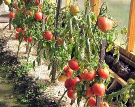 خصائص ووصف مجموعة الطماطم نجمة سيبيريا