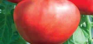 Beskrivelse af tomatsorten Heart of Beauty, anbefalinger til dyrkning