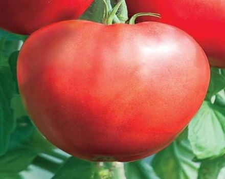 Descrizione della varietà di pomodoro Heart of Beauty, raccomandazioni per la coltivazione