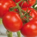 Características y descripción de la variedad de tomate Soyuz 8, su rendimiento