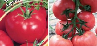 Mô tả về giống cà chua Tourmaline, đặc điểm và năng suất của nó