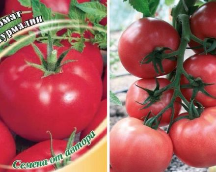 Beskrivning av Tourmaline-tomatsorten, dess egenskaper och utbyte