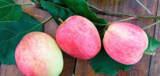 Arkadık elma ağacının tanımı ve özellikleri, avantajları ve dezavantajları