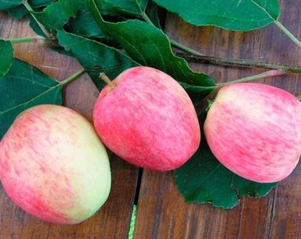 Opis i karakteristike stabla jabuka Arkadik, njene prednosti i nedostaci