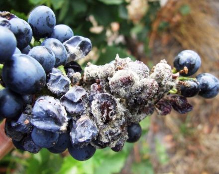 Mga sakit sa blueberry ng hardin at ang kanilang paggamot, mga pamamaraan ng control sa peste