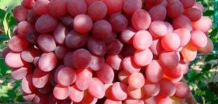 Opis winogron Rosemus, zasady sadzenia i pielęgnacji