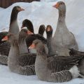 Arten und Namen von Entenrassen mit Fotos, Beschreibungen der besten für die Hauszucht