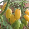 Pomidorų veislės savybės ir aprašymas Medaus pirštai