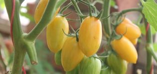 Charakterystyka i opis odmiany pomidora Paluszki miodowe