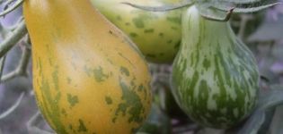 Descrizione della varietà di pomodoro Michael Pollan, caratteristiche di coltivazione e cura