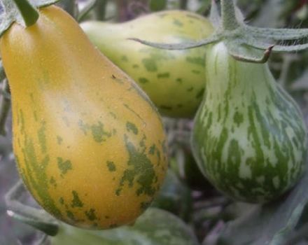 Beskrivning av tomatsorten Michael Pollan, funktioner för odling och vård