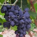 Description and characteristics of the grape variety Furshetny, reproduction and cultivation features
