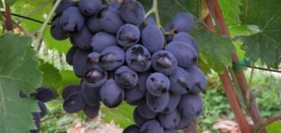 Descripción y características de la variedad de uva Furshetny, características de reproducción y cultivo.