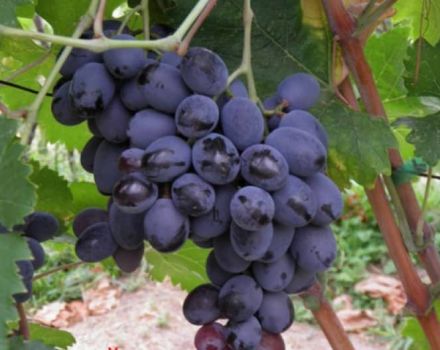 Vynuogių veislės Furshetny aprašymas ir savybės, reprodukcijos ir auginimo ypatybės