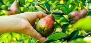 Description and characteristics of the pear variety Prominent, cultivation and care