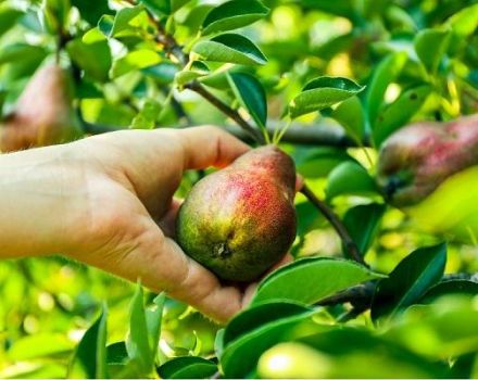 Beschreibung und Eigenschaften der Birnensorte Prominent, Anbau und Pflege