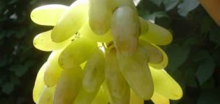 Description of grape variety Ladies fingers and characteristics of Husayne white and black when ripe
