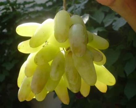 Description of grape variety Ladies fingers and characteristics of Husayne white and black when ripe