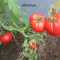 Mga katangian at paglalarawan ng Giant tomato variety, ang ani nito