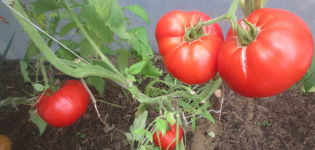 Dev domates çeşidinin özellikleri ve tanımı, verimi