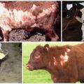 Perché un vitello può perdere i capelli e metodi di trattamento, prevenzione