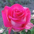 Description et caractéristiques de la variété de rose Engazhment, plantation et entretien