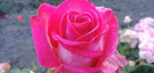 Engazhment rožių veislės aprašymas ir ypatybės, sodinimas ir priežiūra