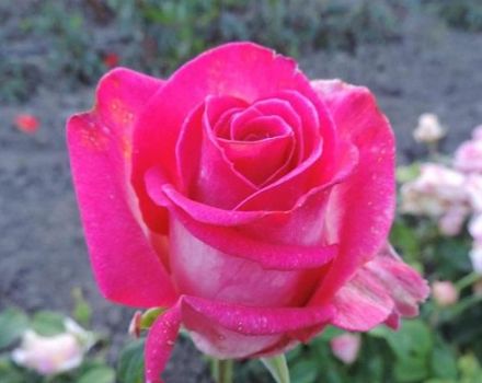 Description and characteristics of the Engazhment rose variety, planting and care