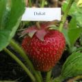 Descripción y características de las fresas Dukat, plantación y cuidado.