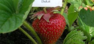Mô tả và đặc điểm của dâu tây Dukat, cách trồng và chăm sóc