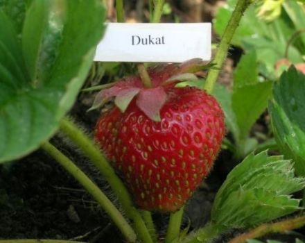Description and characteristics of Dukat strawberries, planting and care