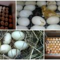 Bảng ấp trứng vịt và lịch phát triển theo thời gian tại nhà