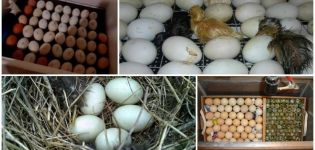 Inkubační stůl kachních vajec a harmonogram vývoje podle času doma
