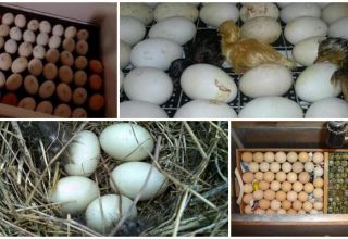 Tabla de incubación de huevos de pato y programa de desarrollo por tiempo en casa