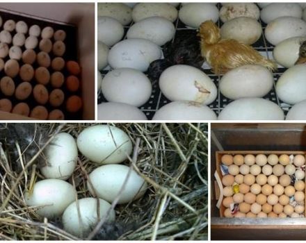 Inkubačný stôl kačacích vajec a harmonogram vývoja podľa času na domácej pôde