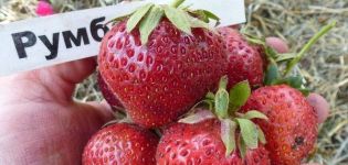 Beschreibung und Eigenschaften von Rumba-Erdbeeren, Pflanzschema und Pflege
