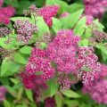 Description of the Japanese spirea Frobeli, the subtleties of growing and care