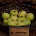 Az Antonovka almafajta leírása, jellemzői és fajtái, termesztése és gondozása