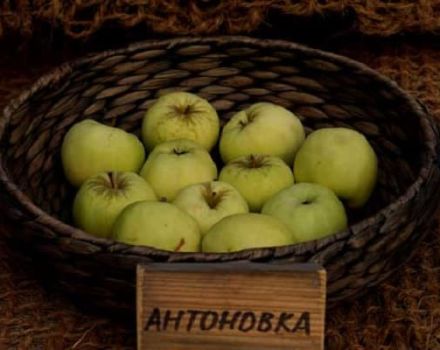 Beschrijving van de Antonovka-appelvariëteit, kenmerken en variëteiten, teelt en verzorging