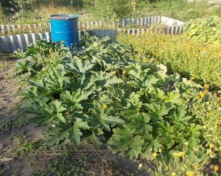 Come nutrire e concimare le zucchine durante la fioritura e la fruttificazione per accelerare la maturazione