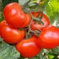 Características y descripción de la variedad de tomate Rey del mercado, su rendimiento
