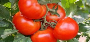 Características y descripción de la variedad de tomate Rey del mercado, su rendimiento