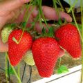 De beste variëteiten van remontante aardbeien, reproductie, teelt en verzorging