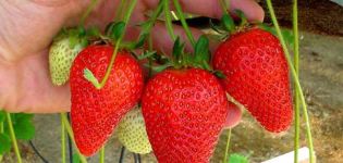 Las mejores variedades de fresas remontantes, reproducción, cultivo y cuidado